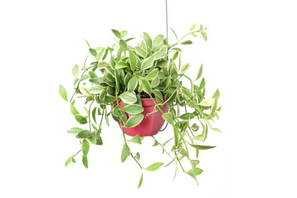 istock Green plant Hanging isolated on white background 1199821030