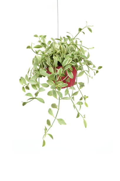 istock Green plant Hanging isolated on white background 1199821051