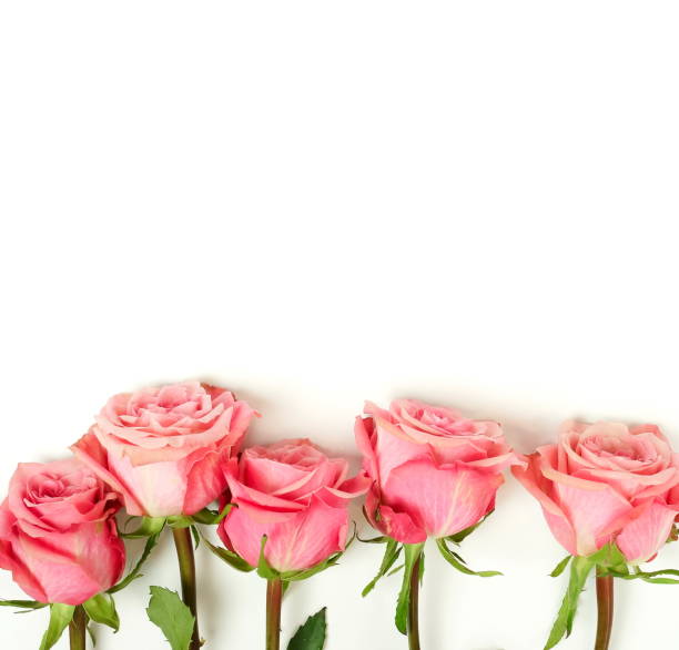 istock Beautiful pink roses isolated on white background top view, copy space. 1199821670