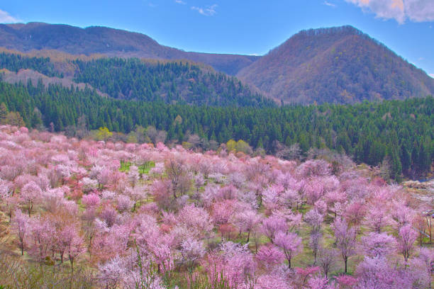 It is called Sakura Pass.\nIt is full of many tourists.