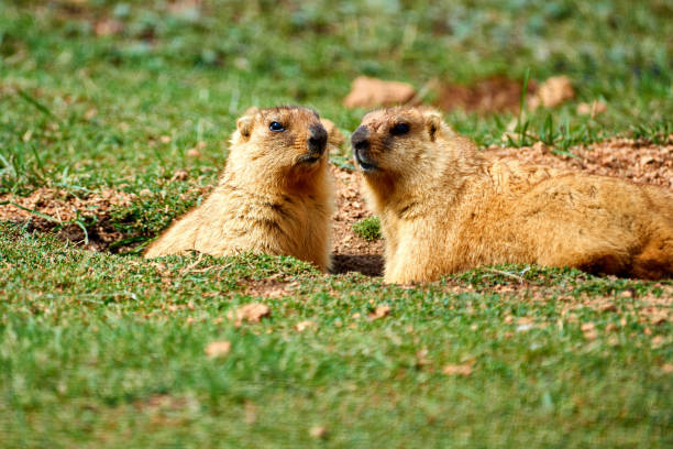 istock Steppe marmot (Marmota bobak) in summer. 1199823062