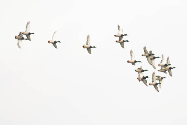 istock Large flock of mallard drake mallard ducks 1199825385