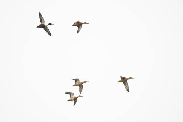 istock Northern shoveler ducks flying isolated 1199825391