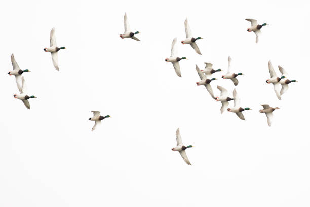 istock Large flock of mallard drake mallard ducks 1199825401