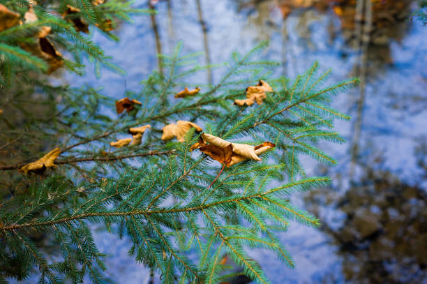 Maple leaf lies on a fir tree against the background of the river.