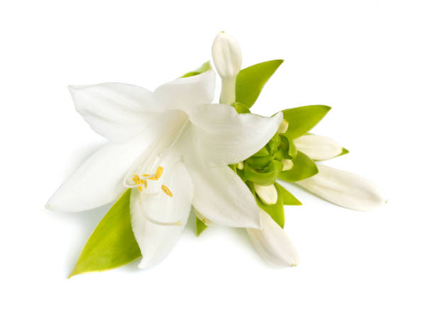 istock Flowers Hosta plantaginea isolated on white background 1199826802