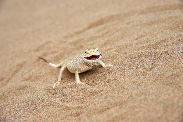 istock Toad-headed Agama (Phrynocephalus mystaceus) on a sand dune in Altyn Emel National Park. Kazakhstan. 1199828013