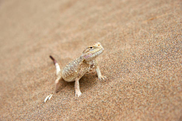 istock Toad-headed Agama (Phrynocephalus mystaceus) on a sand dune in Altyn Emel National Park. Kazakhstan. 1199828209