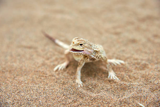 istock Toad-headed Agama (Phrynocephalus mystaceus) on a sand dune in Altyn Emel National Park. Kazakhstan. 1199828210