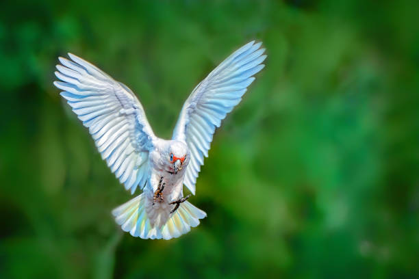 The long-billed corella or slender-billed corella (Cacatua tenuirostris) is a cockatoo native to Australia, which is similar in appearance to the little corella and sulphur-crested cockatoo. This species is mostly white, with a reddish-pink face and forehead, and has a long, pale beak, which is used to dig for roots and seeds.