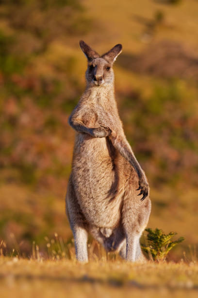 macropus giganteus - marsupial canguro gris oriental encontrado en el tercio oriental de australia, con una población de varios millones de habitantes. también es conocido como el gran canguro gris y el canguro forestal - skippy fotografías e imágenes de stock