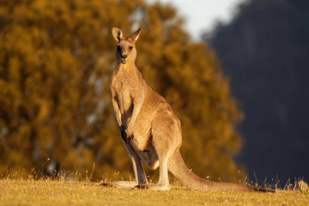 macropus giganteus - wschodni szary kangur marsupial znaleziony we wschodniej trzeciej części australii, z populacją kilku milionów. jest również znany jako wielki szary kangur i kangur leśniczy - skippy zdjęcia i obrazy z banku zdjęć