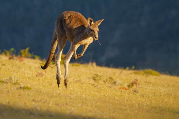 istock Macropus giganteus - Eastern Grey Kangaroo marsupial found in eastern third of Australia, with a population of several million. It is also known as the great grey kangaroo and the forester kangaroo 1199828508