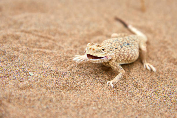 istock Toad-headed Agama (Phrynocephalus mystaceus) on a sand dune in Altyn Emel National Park. Kazakhstan. 1199829302