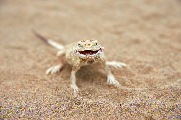 Toad-headed Agama (Phrynocephalus mystaceus) on a sand dune in Altyn Emel National Park. Kazakhstan.