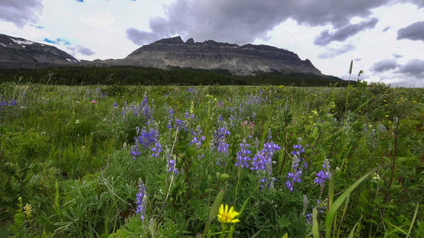 氷河国立公園の東フラットトップmtと紫色のルピンの花 - montana mountain lupine meadow ストックフォトと画像