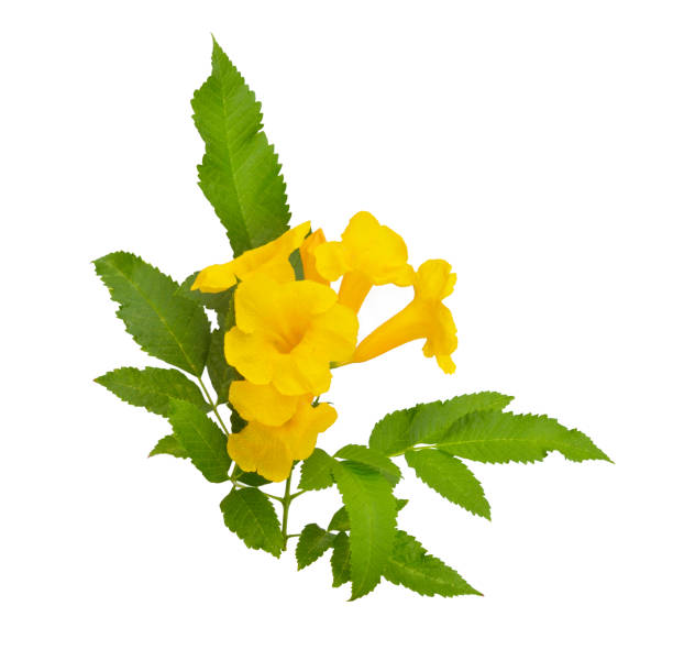 istock Tecoma stans. Common names include yellow trumpetbush, yellow bells, yellow elder, ginger-thomas. Isolated 1199832051
