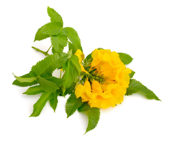 istock Tecoma stans. Common names include yellow trumpetbush, yellow bells, yellow elder, ginger-thomas. Isolated 1199832078