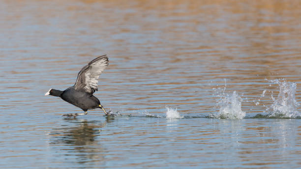 istock black coot bird (fulica atra) running on water surface 1199833158
