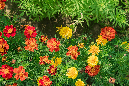 blooming marigold flowers in the garden, nature background