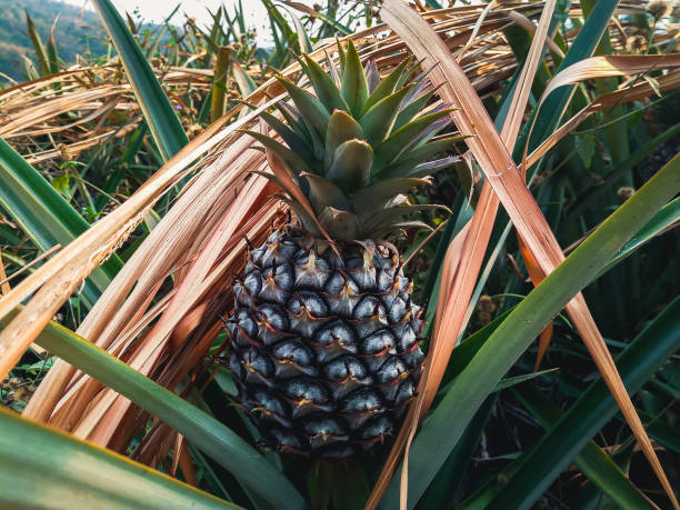 istock Pineapple tropical fruit growing in garden 1199834269