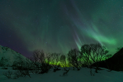 Northern Lights or Aurora borealis in Lofoten islands, Norway. Polar lights in a starry sky over a snowy winter landscape during a cold winter night.