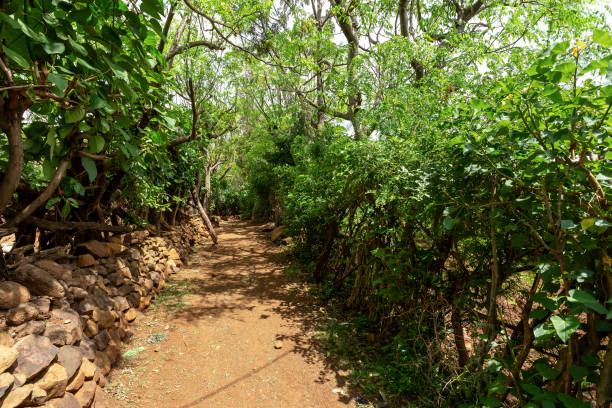 istock path in walled village tribes Konso, Ethiopia 1199835567