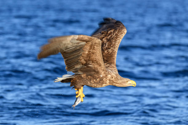 istock White-tailed eagle or sea eagle hunting in the sky over Northern Norway 1199835645
