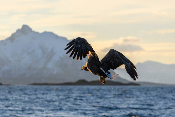 istock White-tailed eagle or sea eagle hunting in the sky over Northern Norway 1199835698