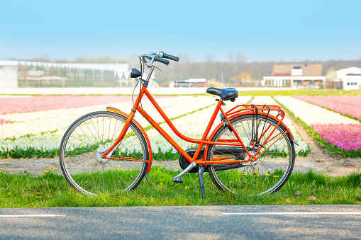 Orange bicycle next to a field of hyacinths. Dutch spring landscape