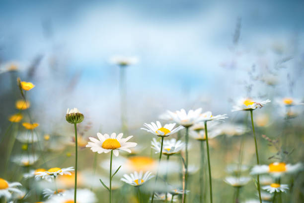 pré de printemps - spring flower daisy field photos et images de collection
