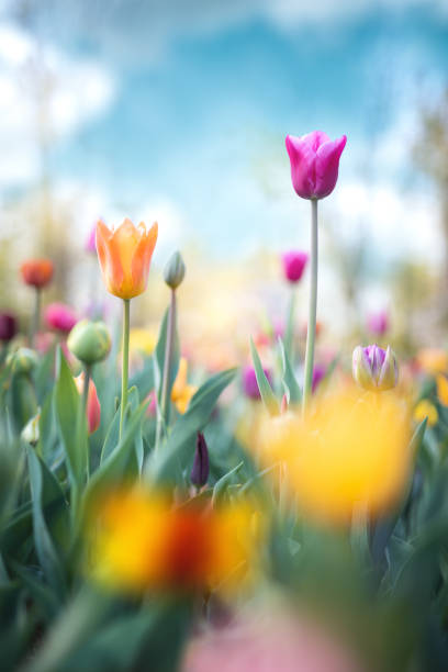 istock Tulip Garden 1199839586