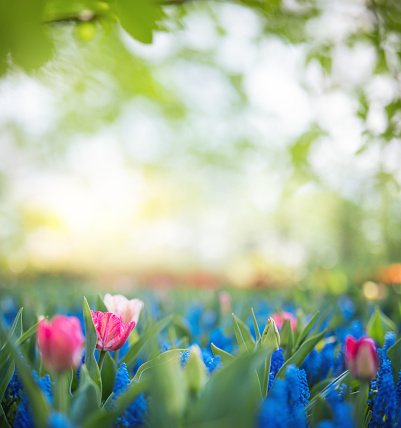 Colorful spring flowers (tulips and muscari) in the garden.