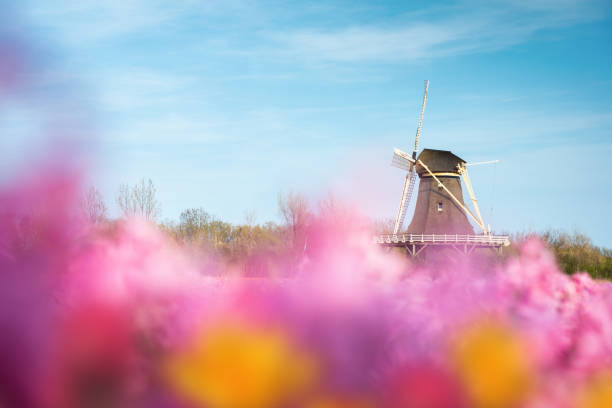 Traditional dutch windmill in the middle of colorful tulip field. View through the flowers.