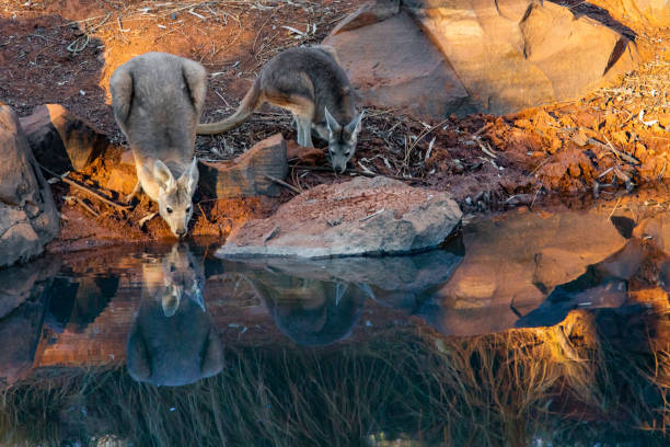 North Pools Kangaroos stock photo