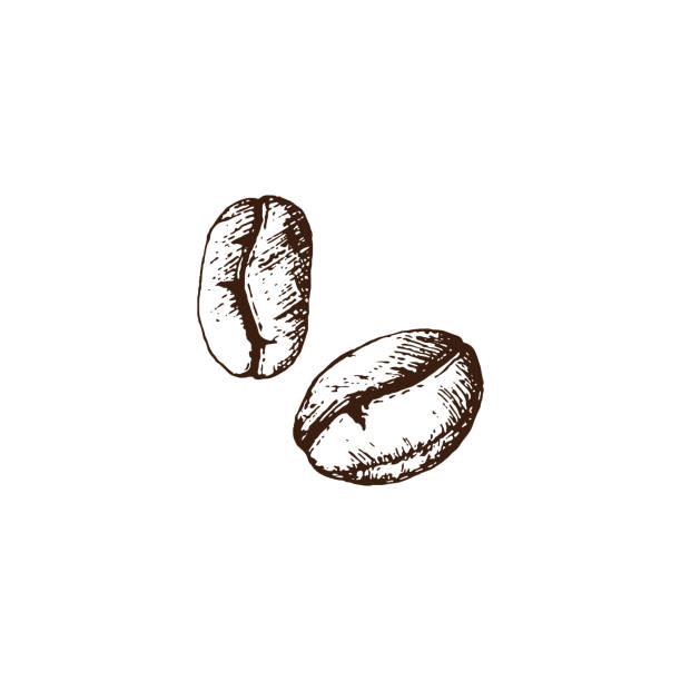 von hand gezeichnet 2 körner kaffee durch vektor-illustration. - cappuccino coffee bean bean espresso stock-grafiken, -clipart, -cartoons und -symbole