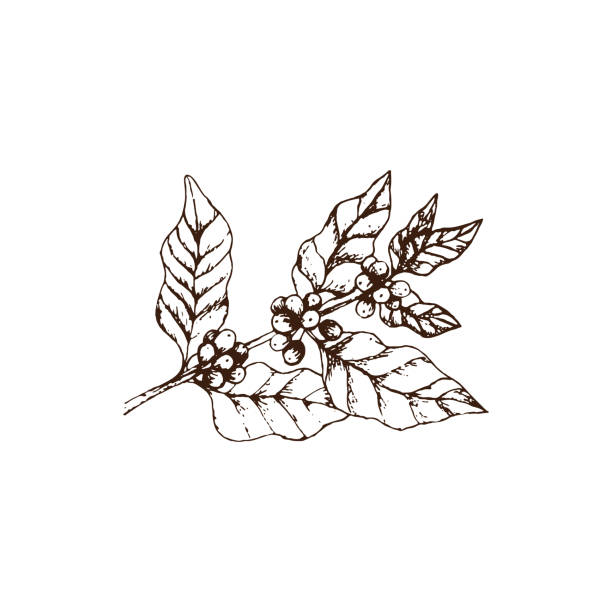 ручная нарисованная винтажная веточка из кофе-дерева с кофейными ягодами - coffeetree stock illustrations