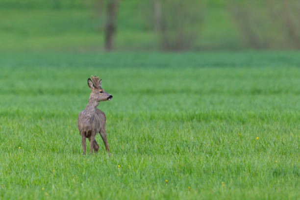 istock one roebuck (capreolus) standing in green meadow 1199841928