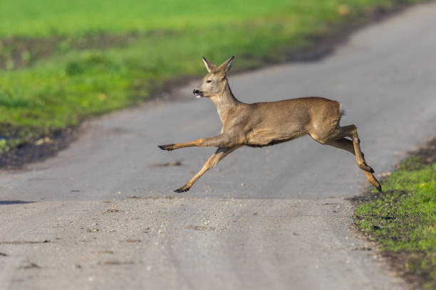 istock one capreolus roe deer jumping over street in sunlight 1199841951