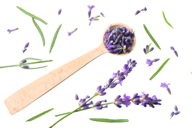 istock lavender flowers isolated on white background. top view 1199842144