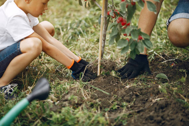 istock Father with little son are planting a tree on a yard 1199843769