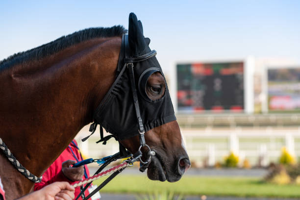 Face of Race Horse Face of Race Horse horse head with ear plugs stock pictures, royalty-free photos & images