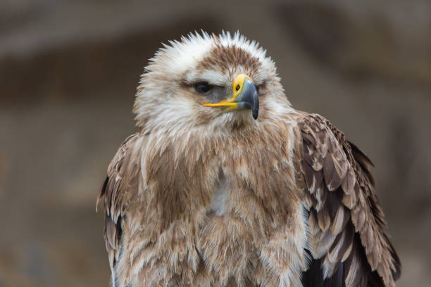 Close-up view on Eastern Imperial Eagle turning its head to the right. Latin name: aquila heliaca. White and brown feathers. Detailed view on head incl. eye and beak. Neutral, brown background.