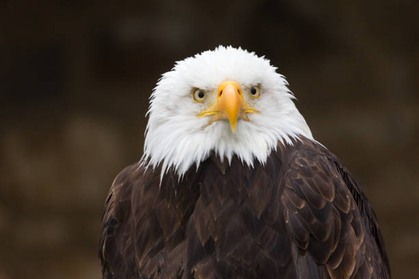 istock Close-up of bald eagle (haliaeetus leucocephalus, Seeadler), looking into the distance. 1199846549