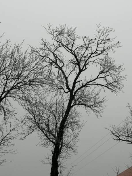 BIRDS  on frozen naked tree stock photo
