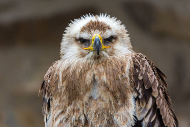 Eastern imperial eagle looking into the camera. Latin name: aquila heliaca. Isolated portrait with upper part of the body and details of head (beak, eyes). Neutral, brown background.