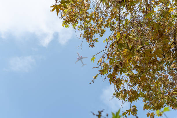 istock Tree's leaves direct a way of airplane. 1199847719