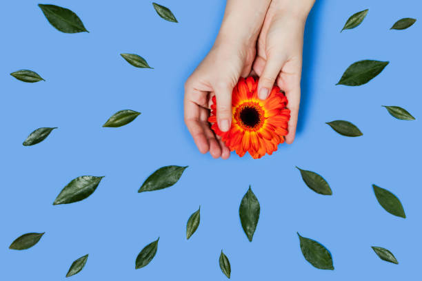 青い背景のグリーティング カード。 - flower sparse single flower gerbera daisy ストックフォトと画像