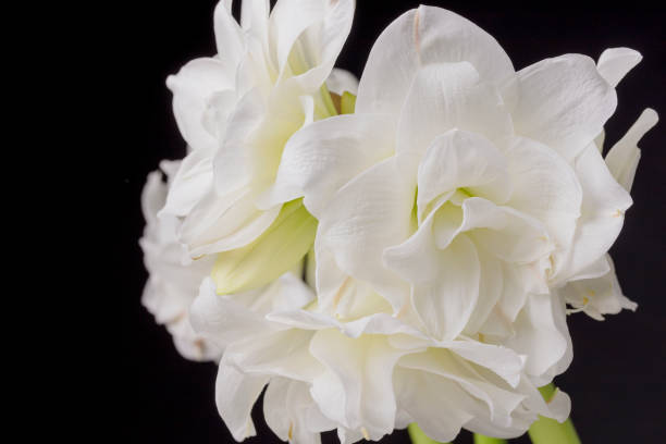 istock White Amarillis on black background 1199847926