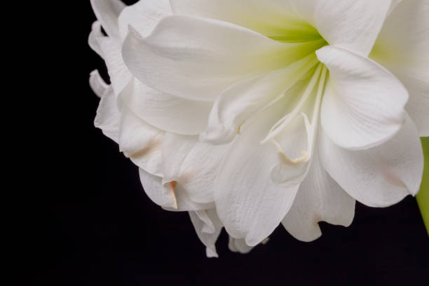 istock White Amarillis on black background 1199847927